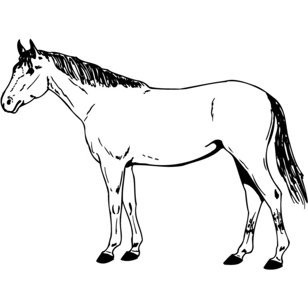 HORSE024 Thumbnail