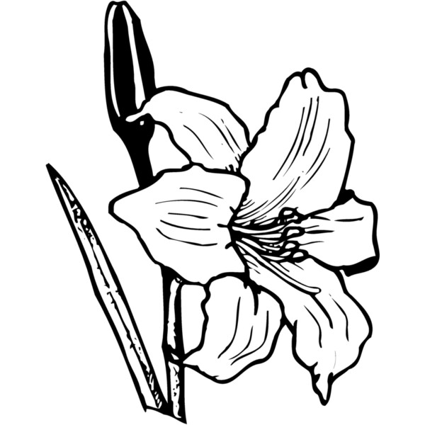 FLOWER12 Thumbnail